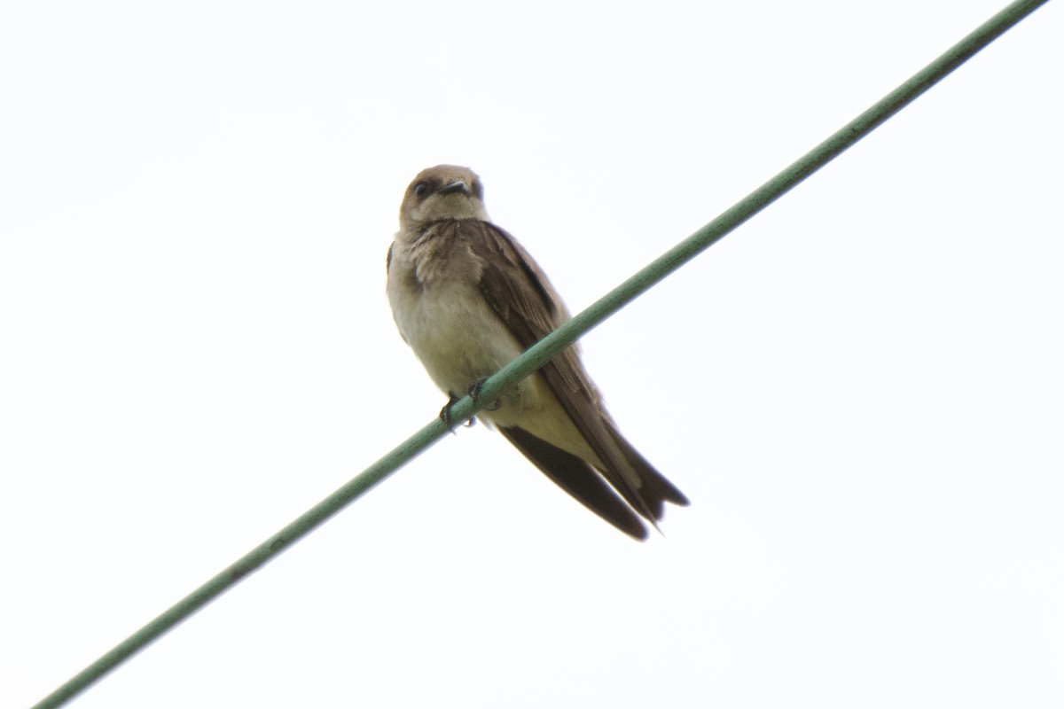 Northern Rough-winged Swallow - ML618620224