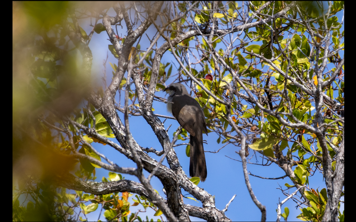 Mangrove Cuckoo - ML618620228