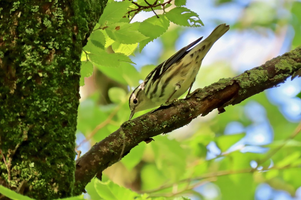 Black-and-white Warbler - ML618620253