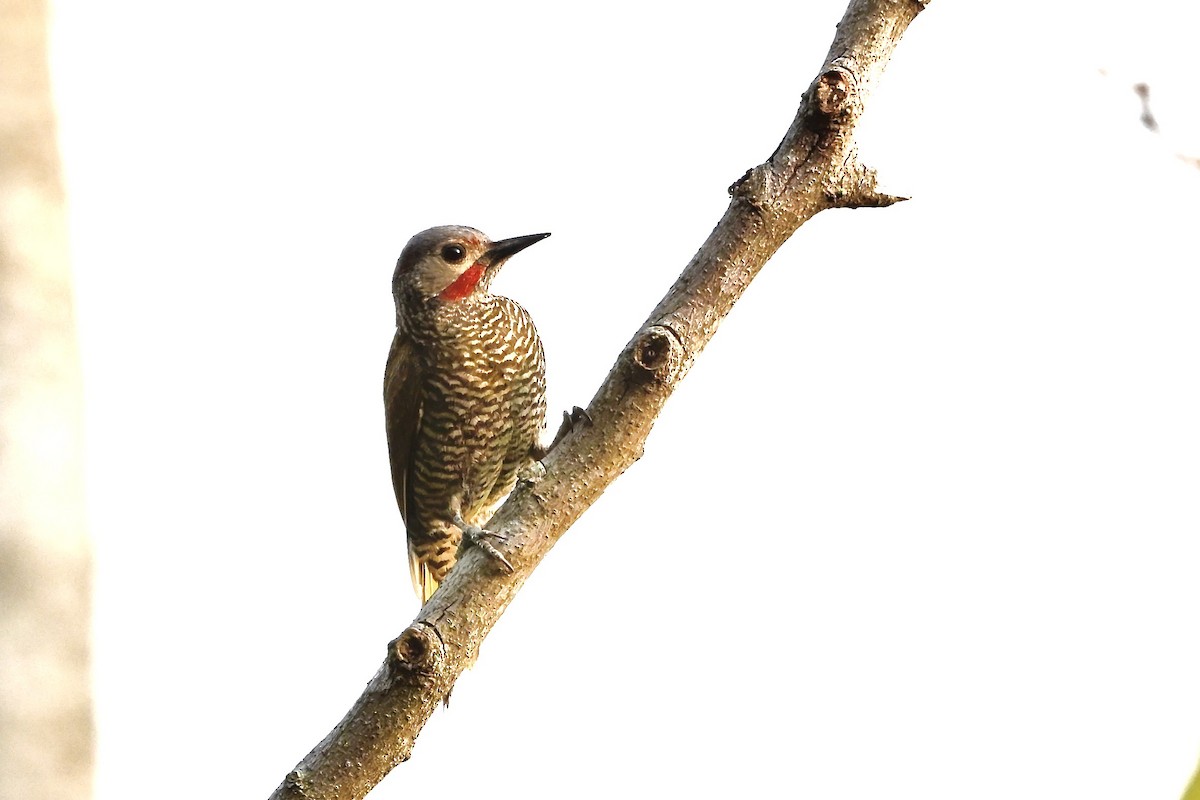 Gray-crowned Woodpecker - ML618620263