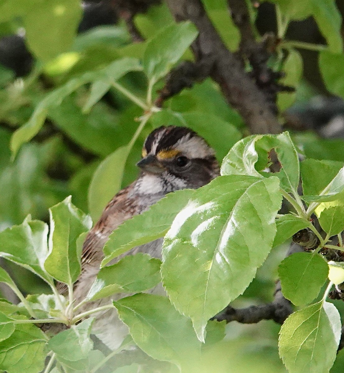 White-crowned Sparrow - ML618620276
