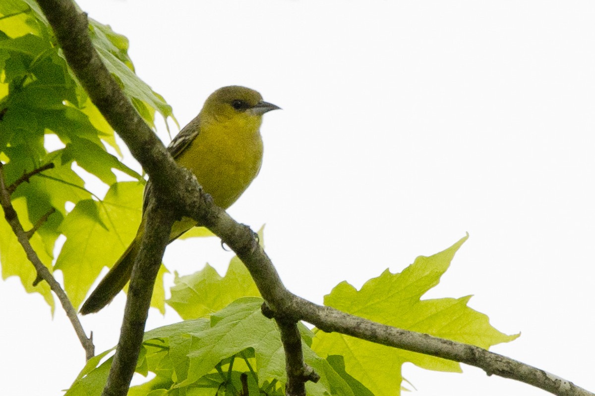 Orchard Oriole - ML618620278