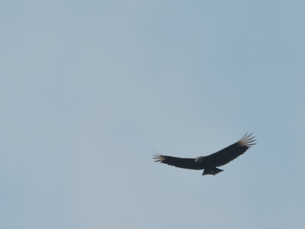 Black Vulture - ML618620282