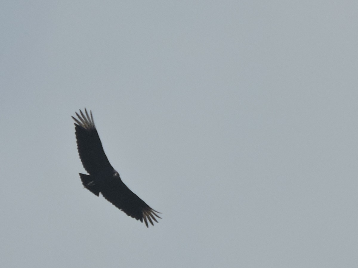 Black Vulture - ML618620283