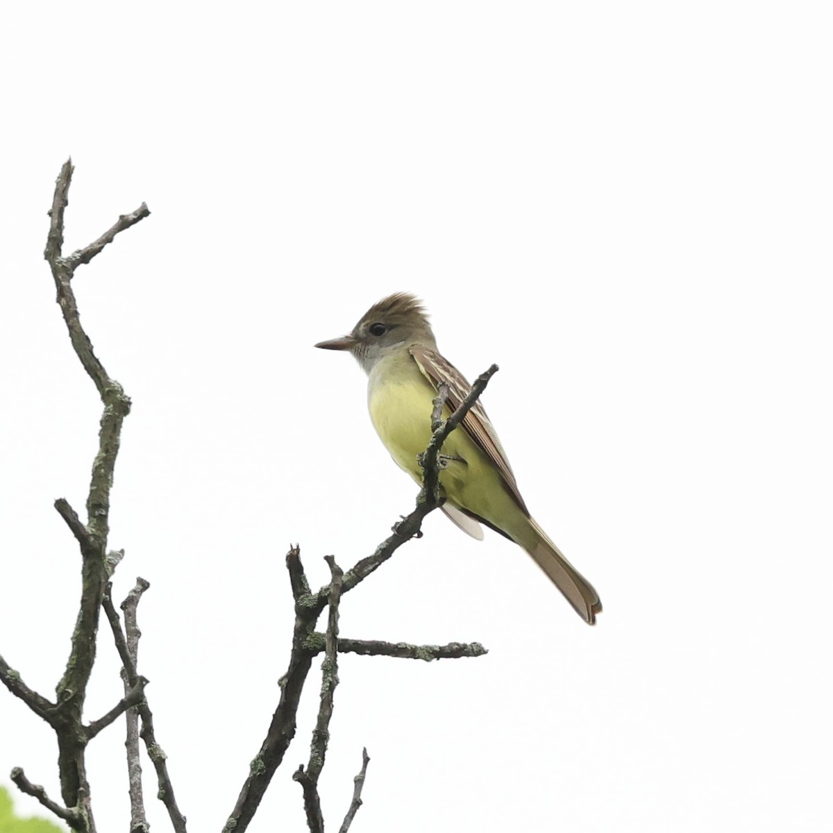 Great Crested Flycatcher - ML618620297