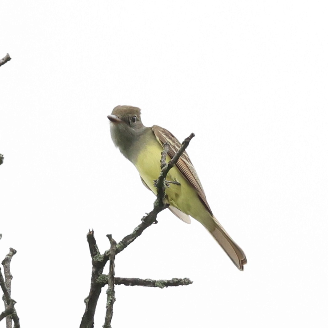 Great Crested Flycatcher - ML618620298