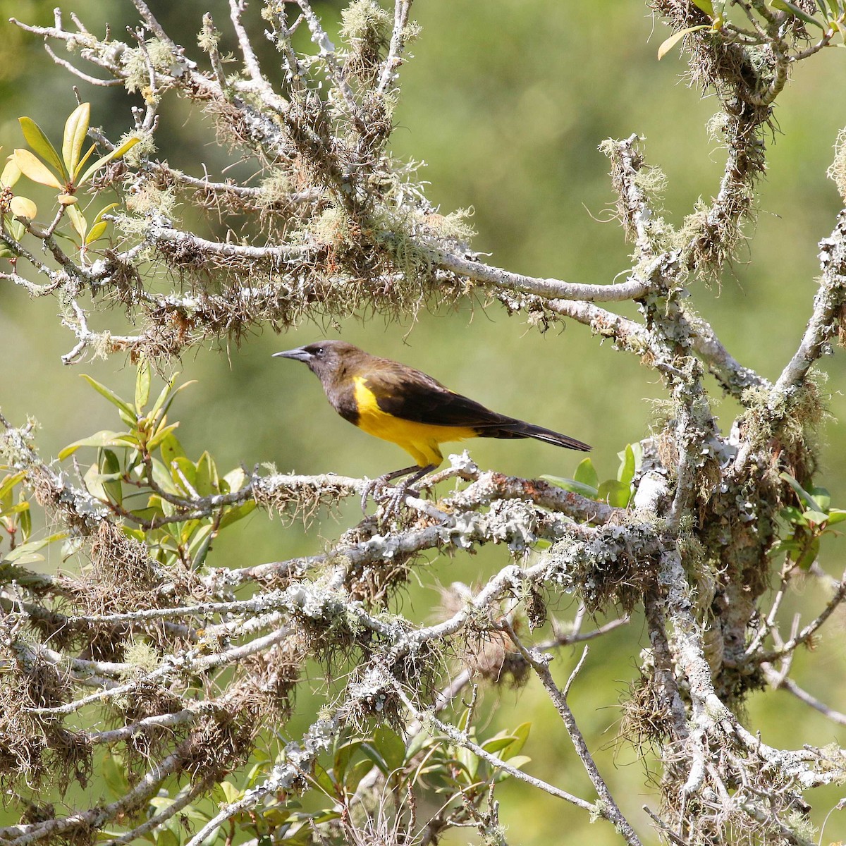 Yellow-rumped Marshbird - ML618620320