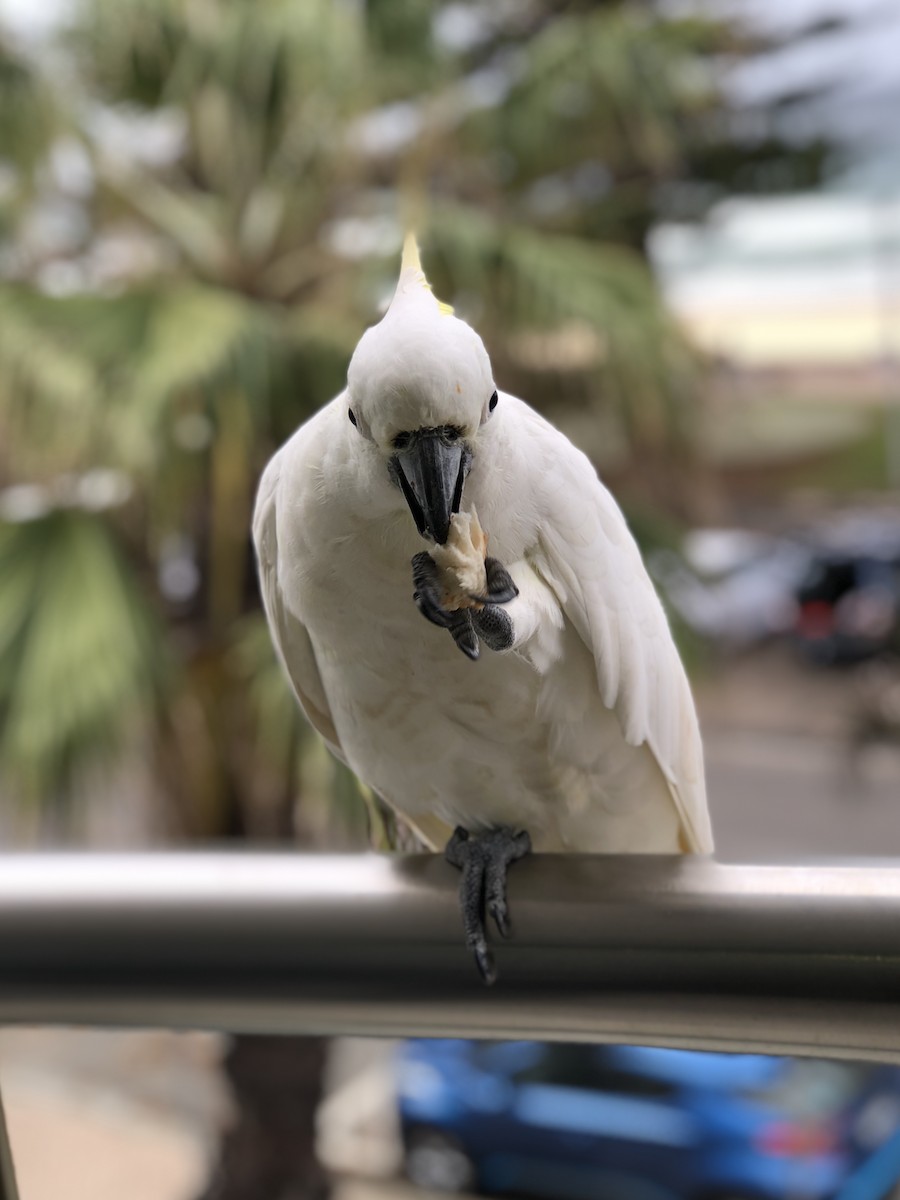 Sulphur-crested Cockatoo - Anika Balint