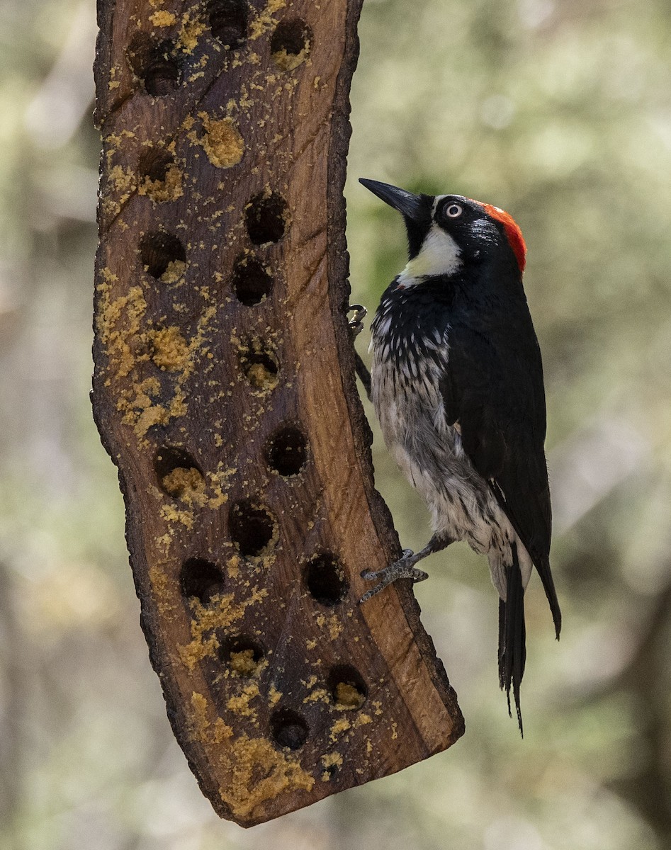 Acorn Woodpecker - Mike Austin