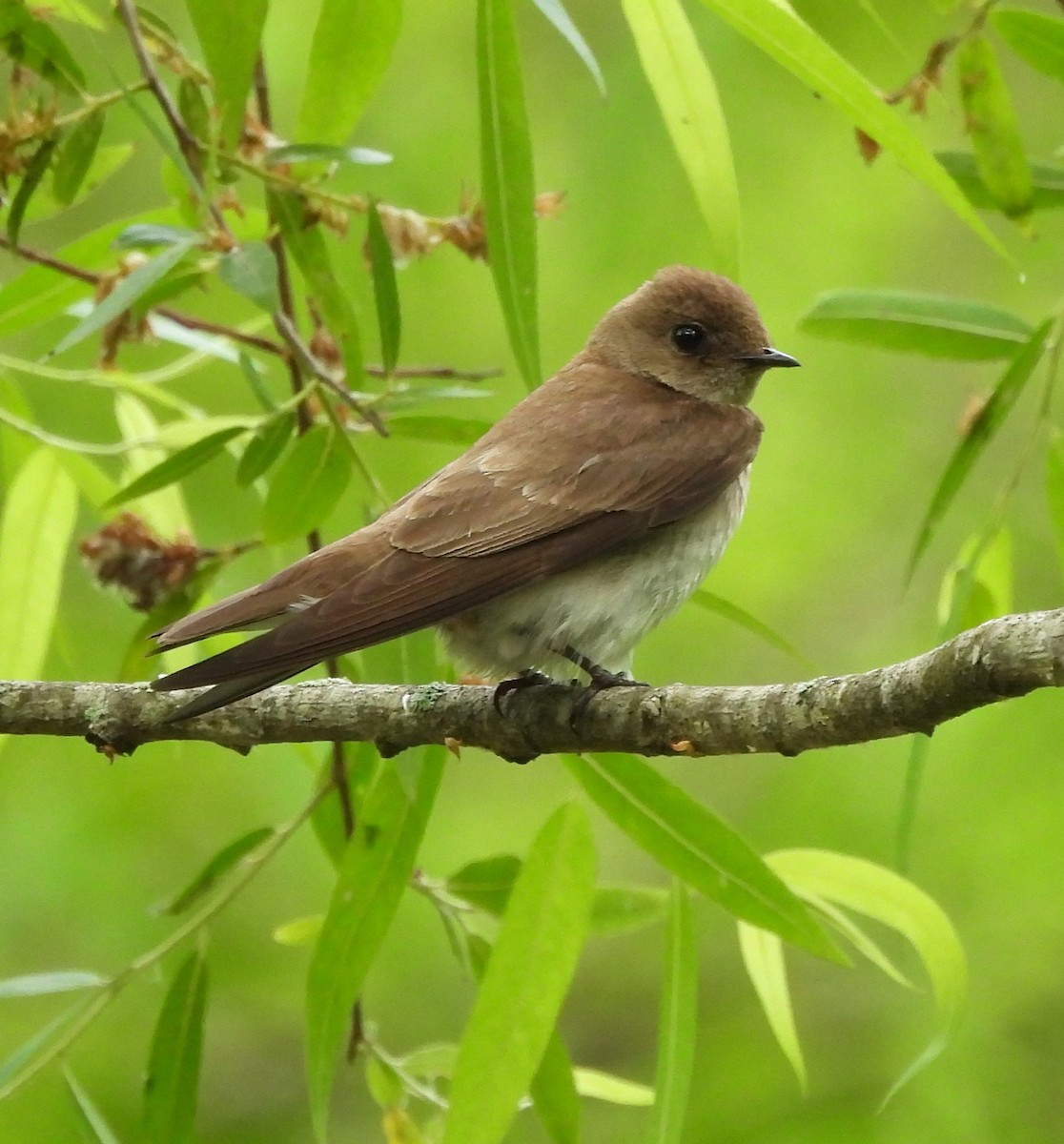 Northern Rough-winged Swallow - ML618620361