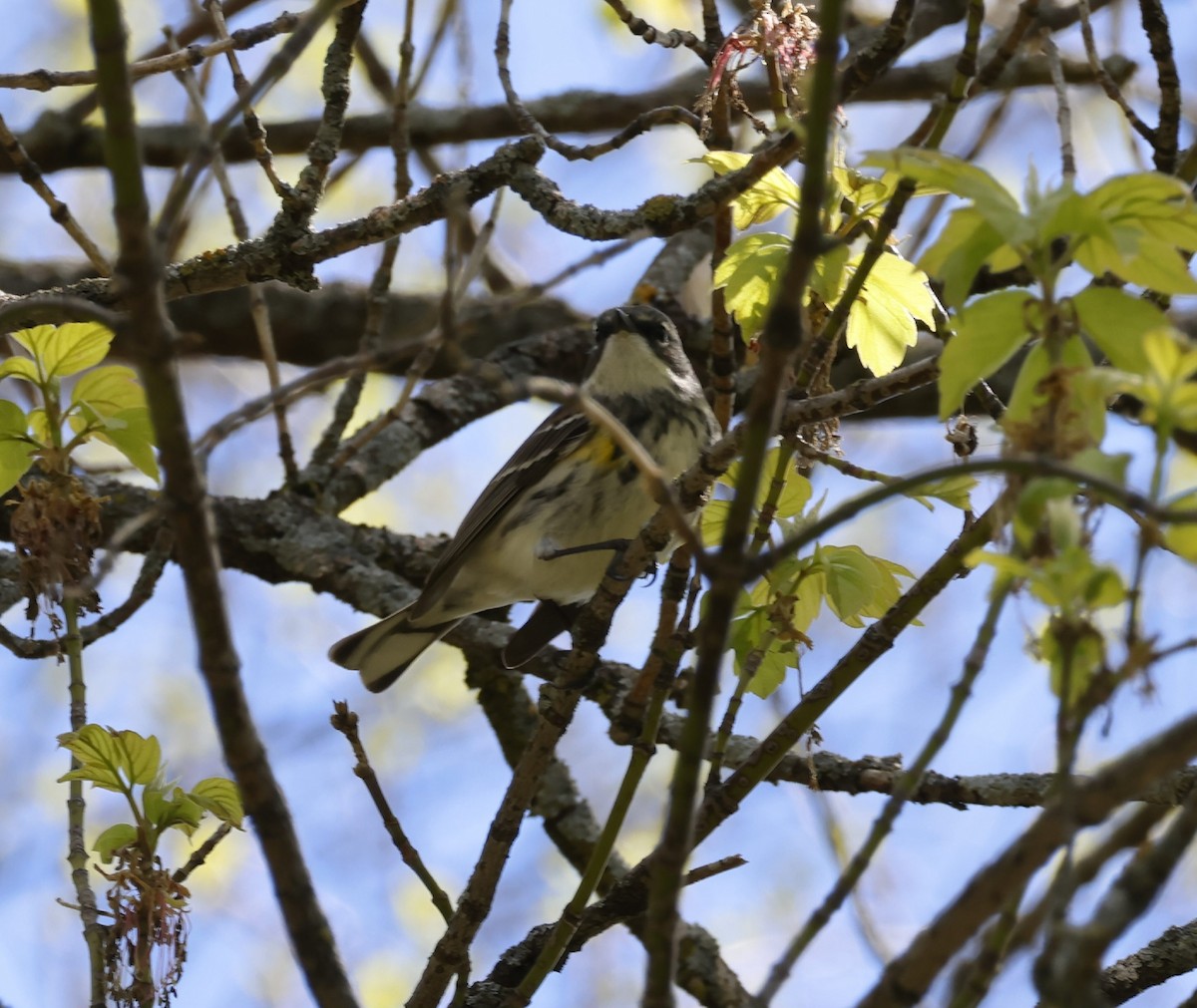 Yellow-rumped Warbler - ML618620362