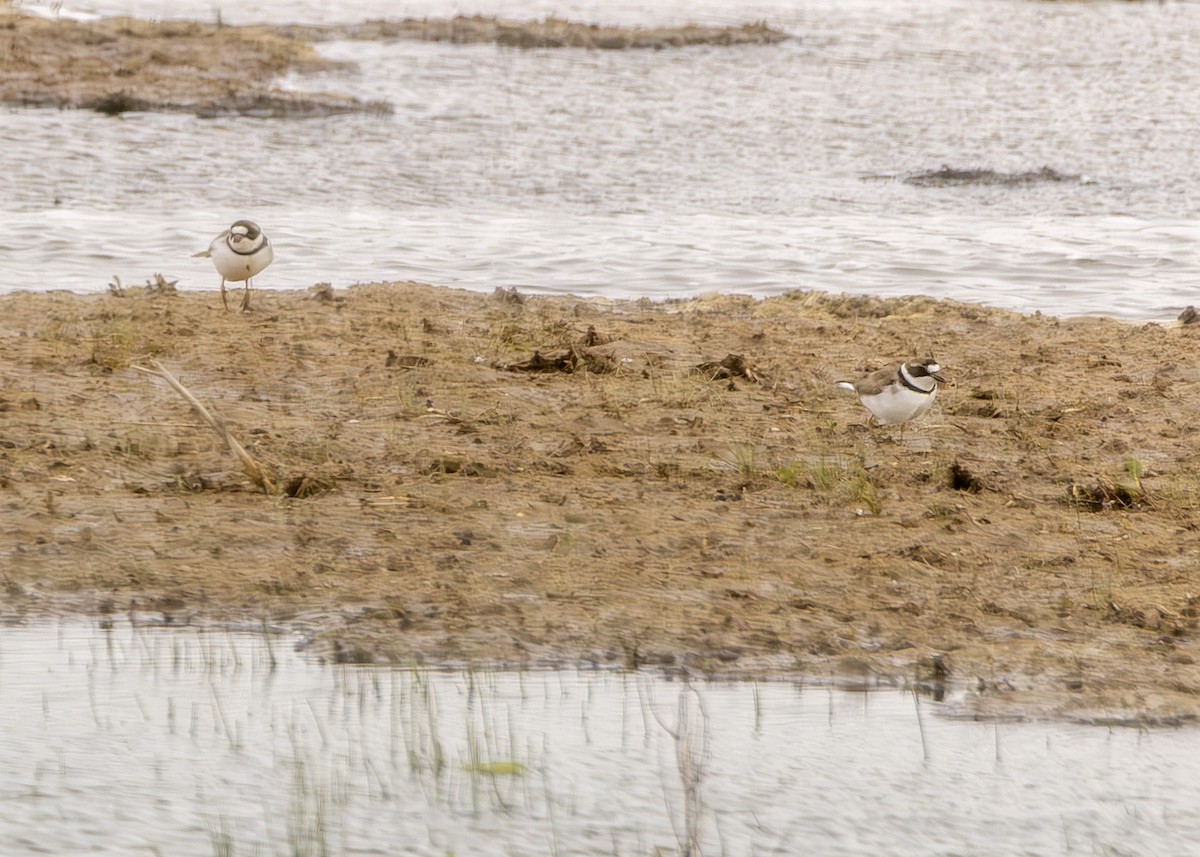 Semipalmated Plover - ML618620363