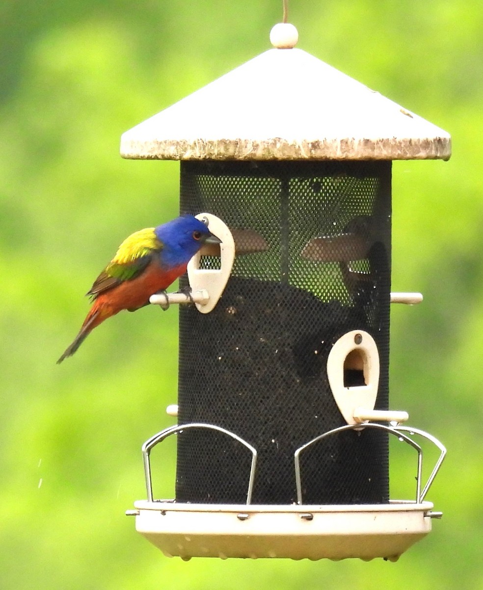 eBird Checklist 7 May 2024 stakeout Painted Bunting 2024 (private