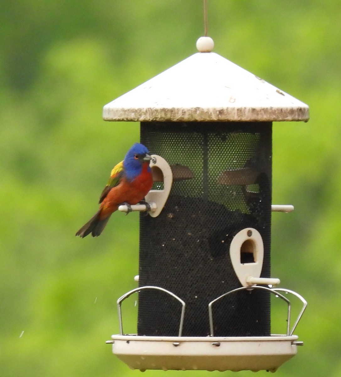 Painted Bunting - ML618620374