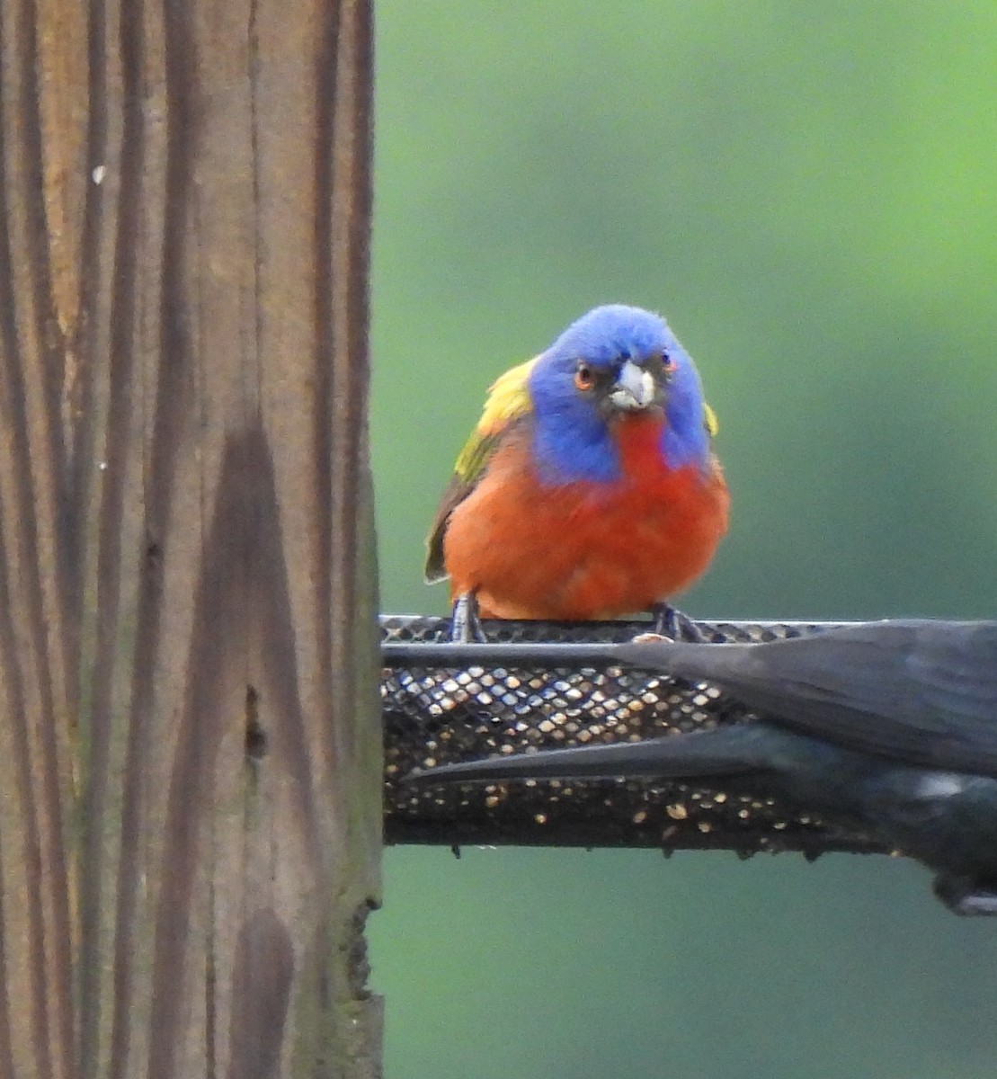 Painted Bunting - ML618620375