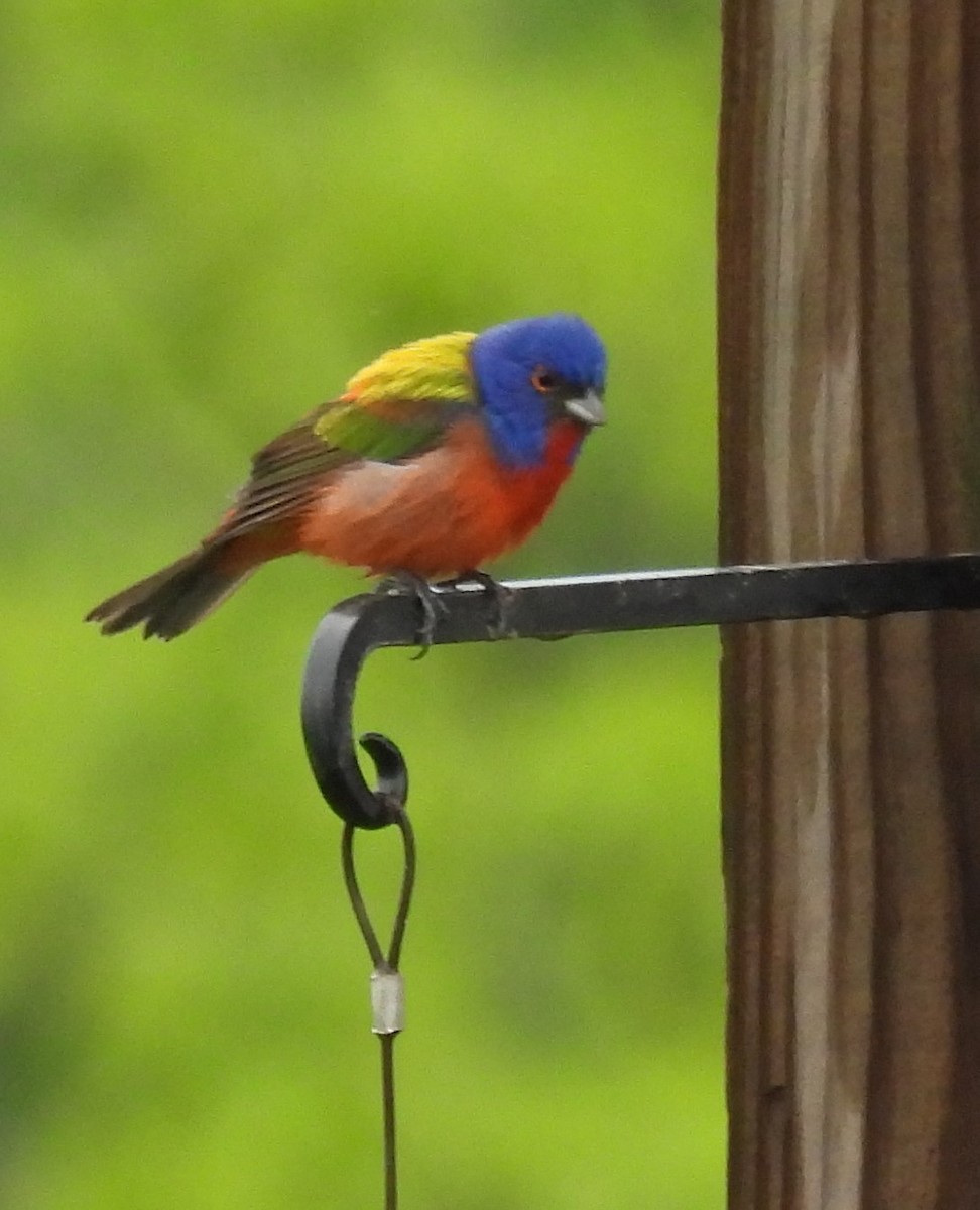 Painted Bunting - ML618620376