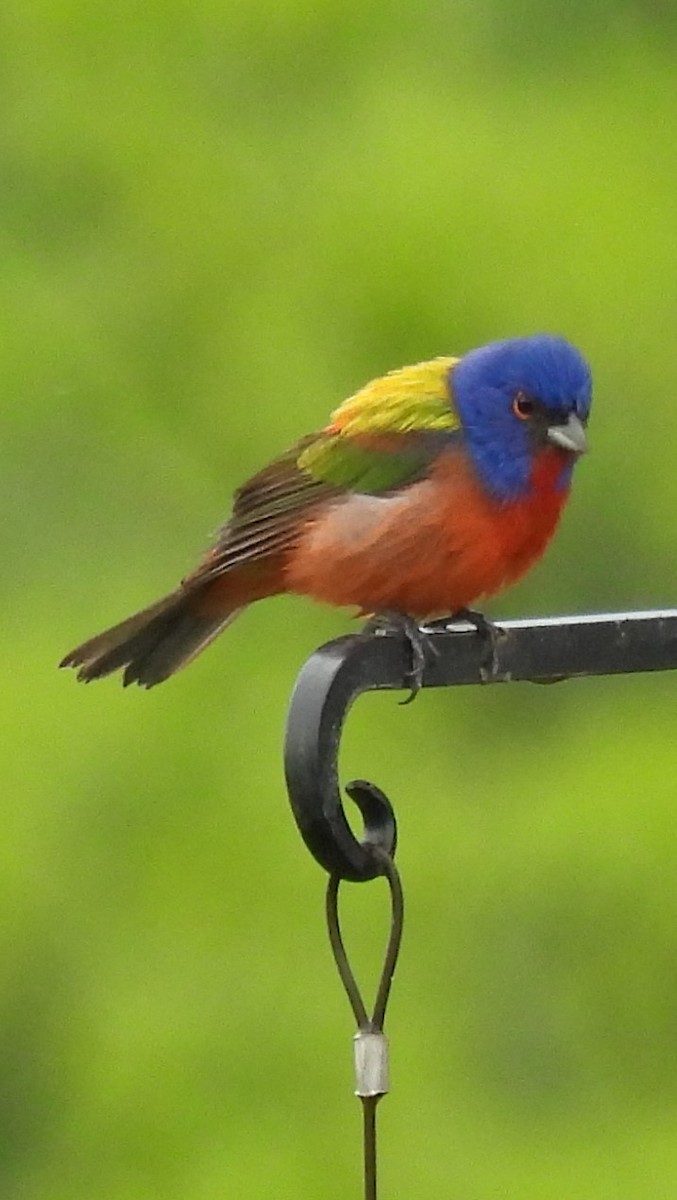 Painted Bunting - ML618620377