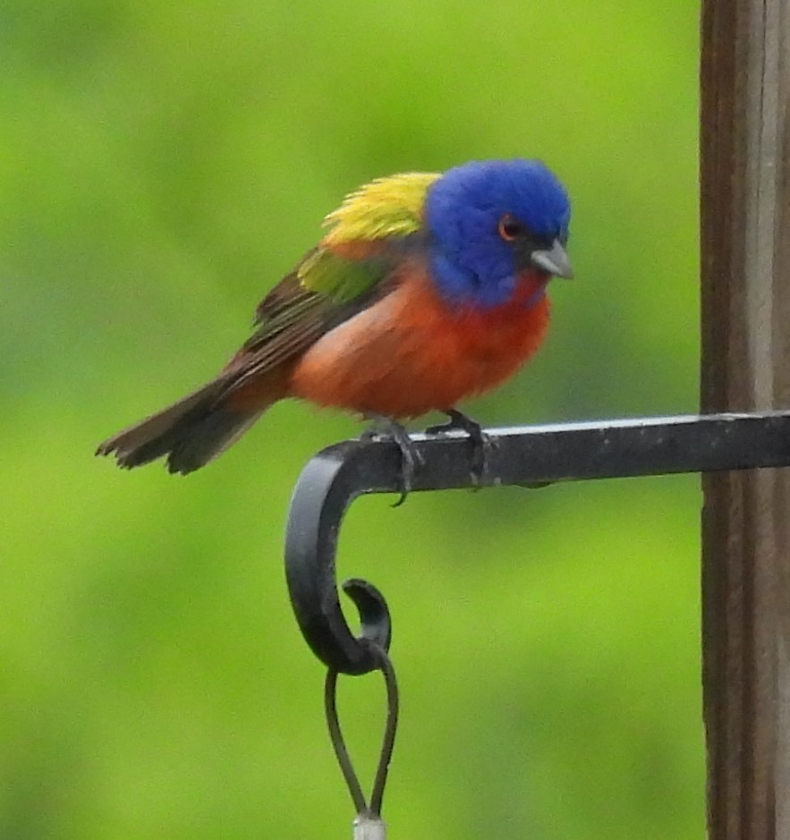 Painted Bunting - ML618620378