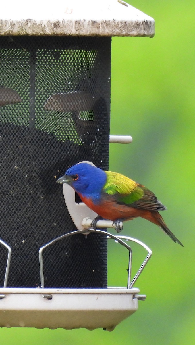 Painted Bunting - ML618620379