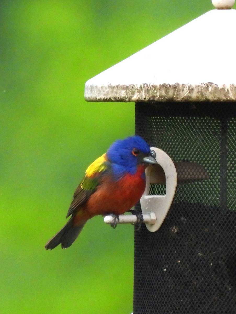 Painted Bunting - ML618620380
