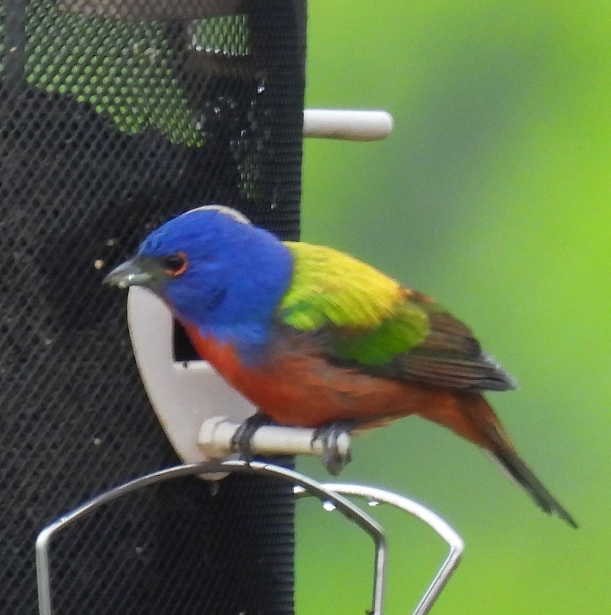 Painted Bunting - ML618620381