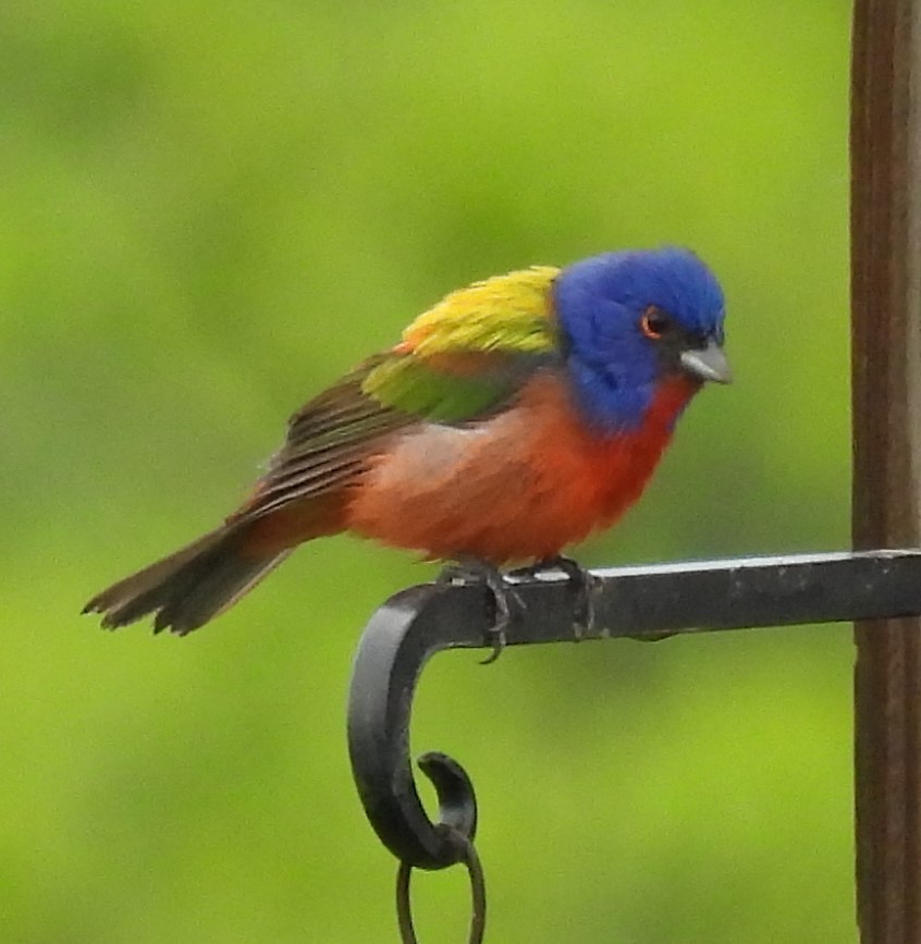 Painted Bunting - ML618620382