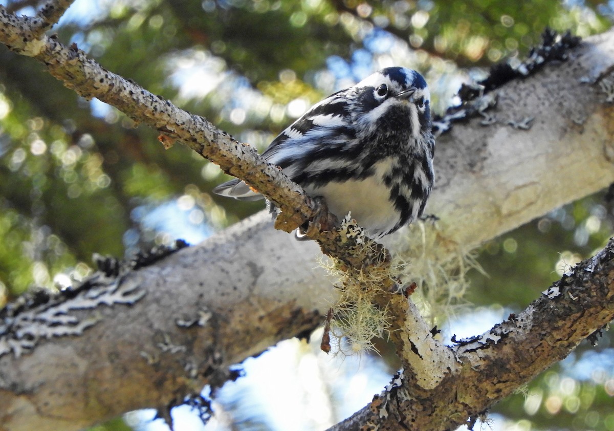 Black-and-white Warbler - ML618620393