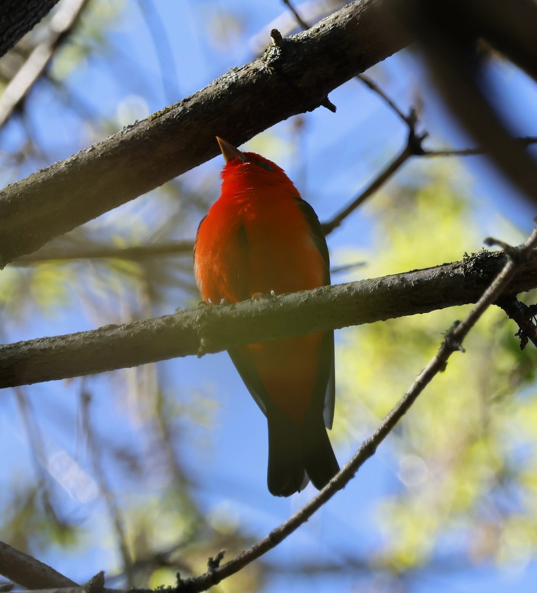 Scarlet Tanager - ML618620403
