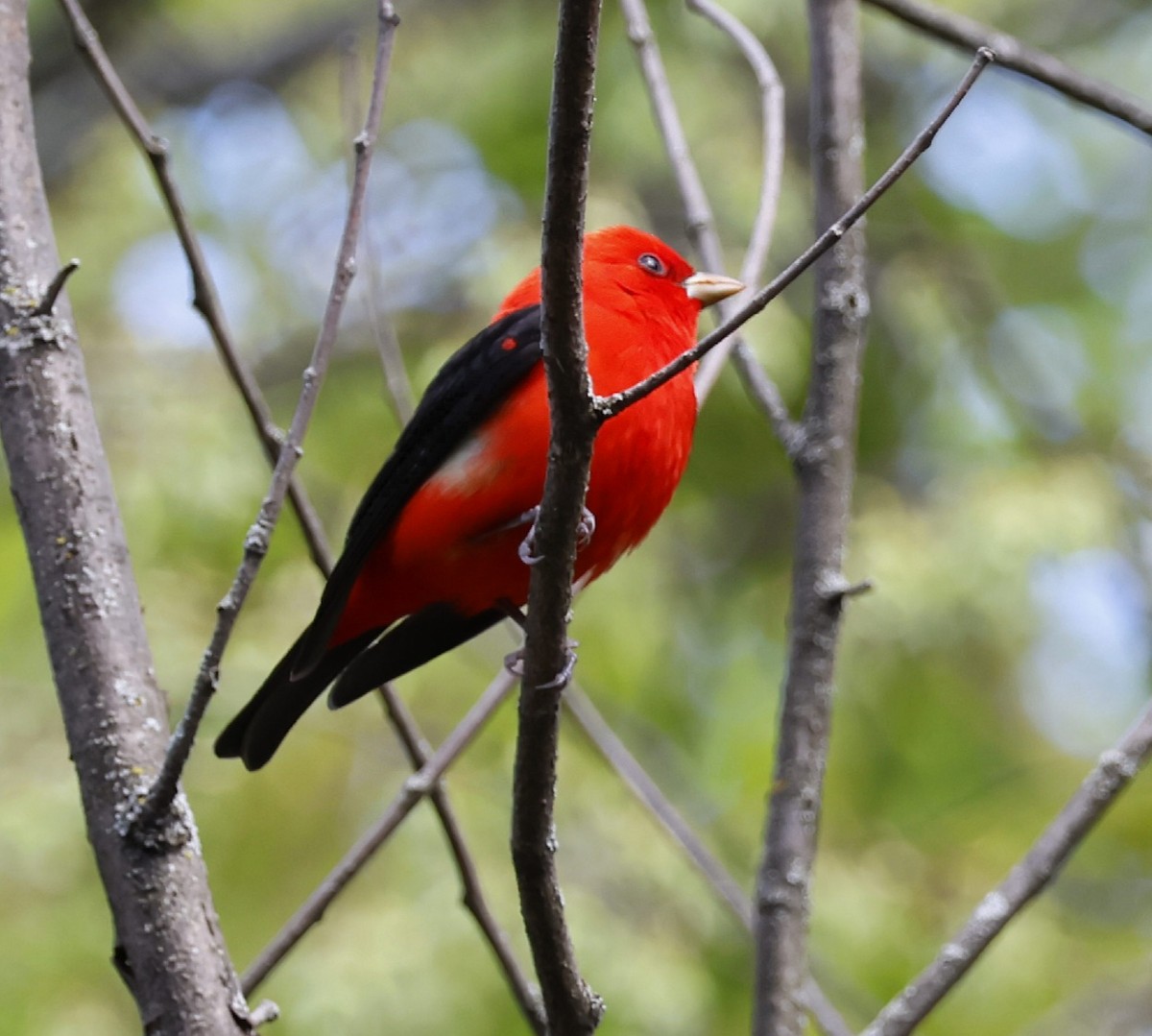 Scarlet Tanager - ML618620405