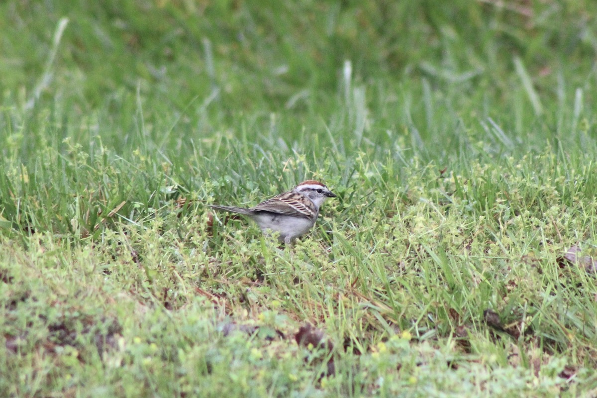 Chipping Sparrow - ML618620425