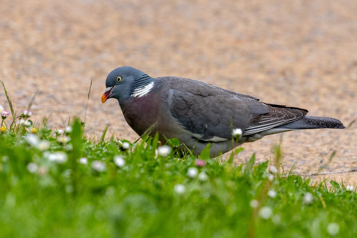 Common Wood-Pigeon (White-necked) - ML618620443