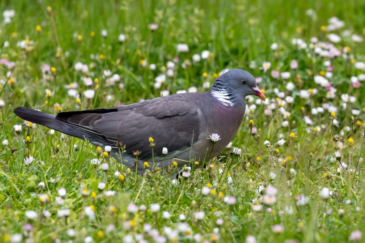Pigeon ramier (groupe palumbus) - ML618620444