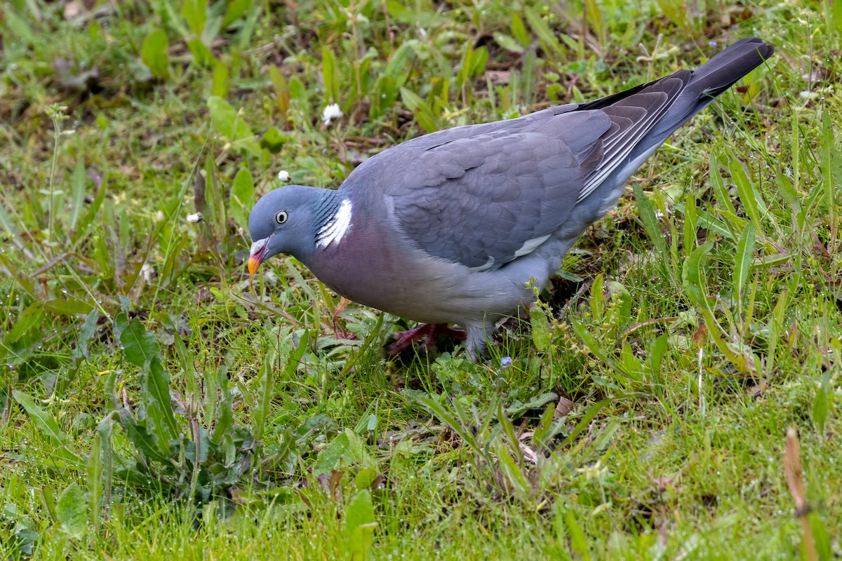 Pigeon ramier (groupe palumbus) - ML618620445