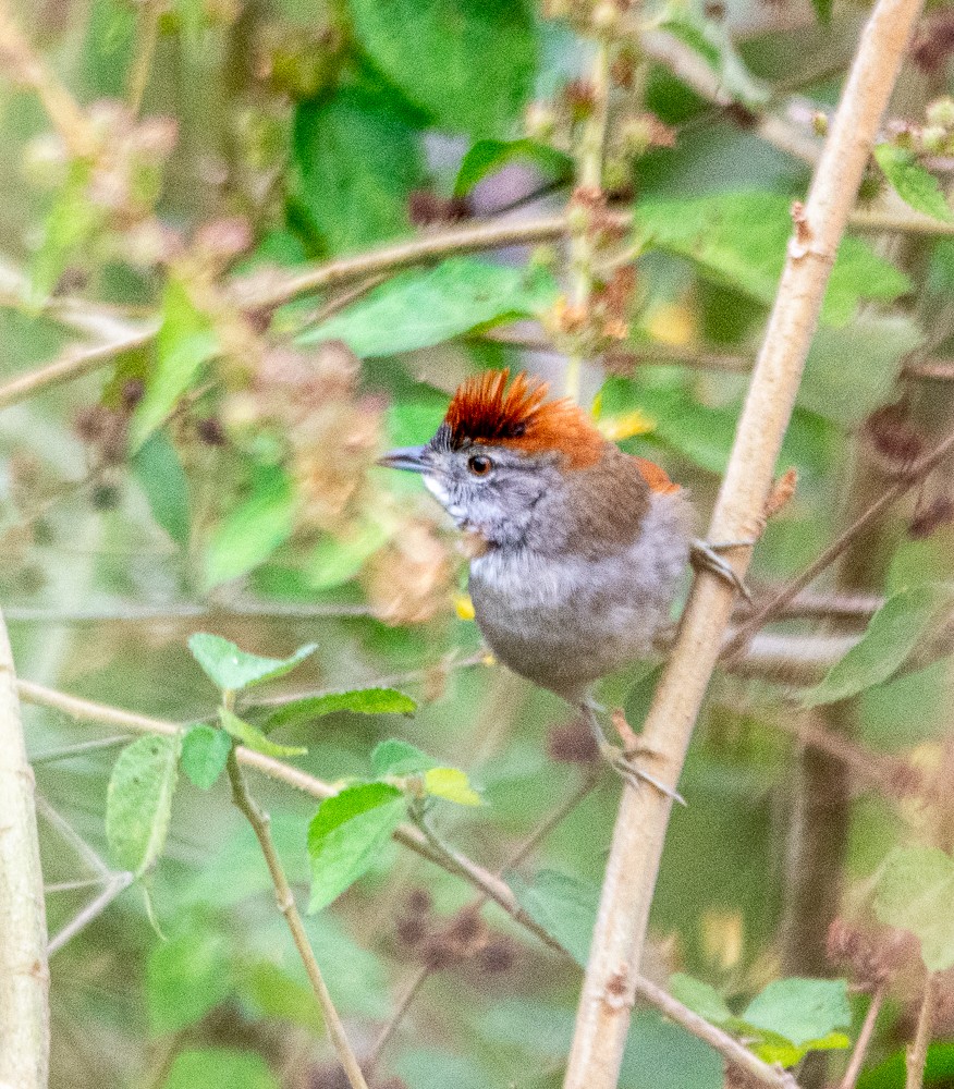 Sooty-fronted Spinetail - ML618620446