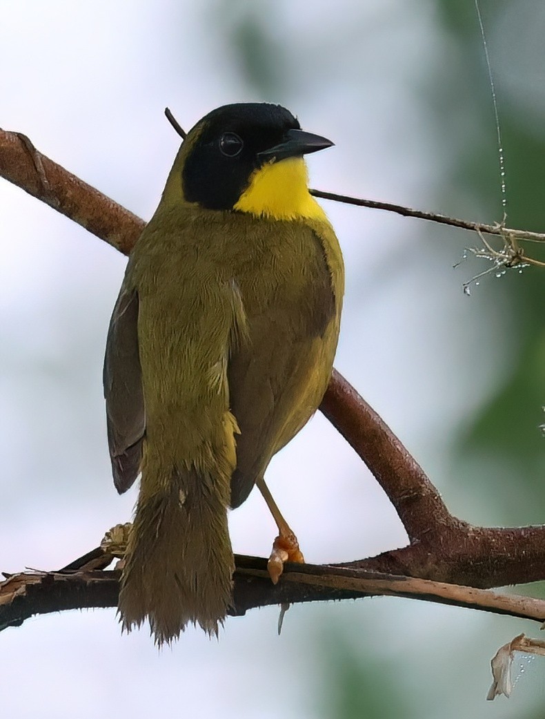Olive-crowned Yellowthroat - ML618620460