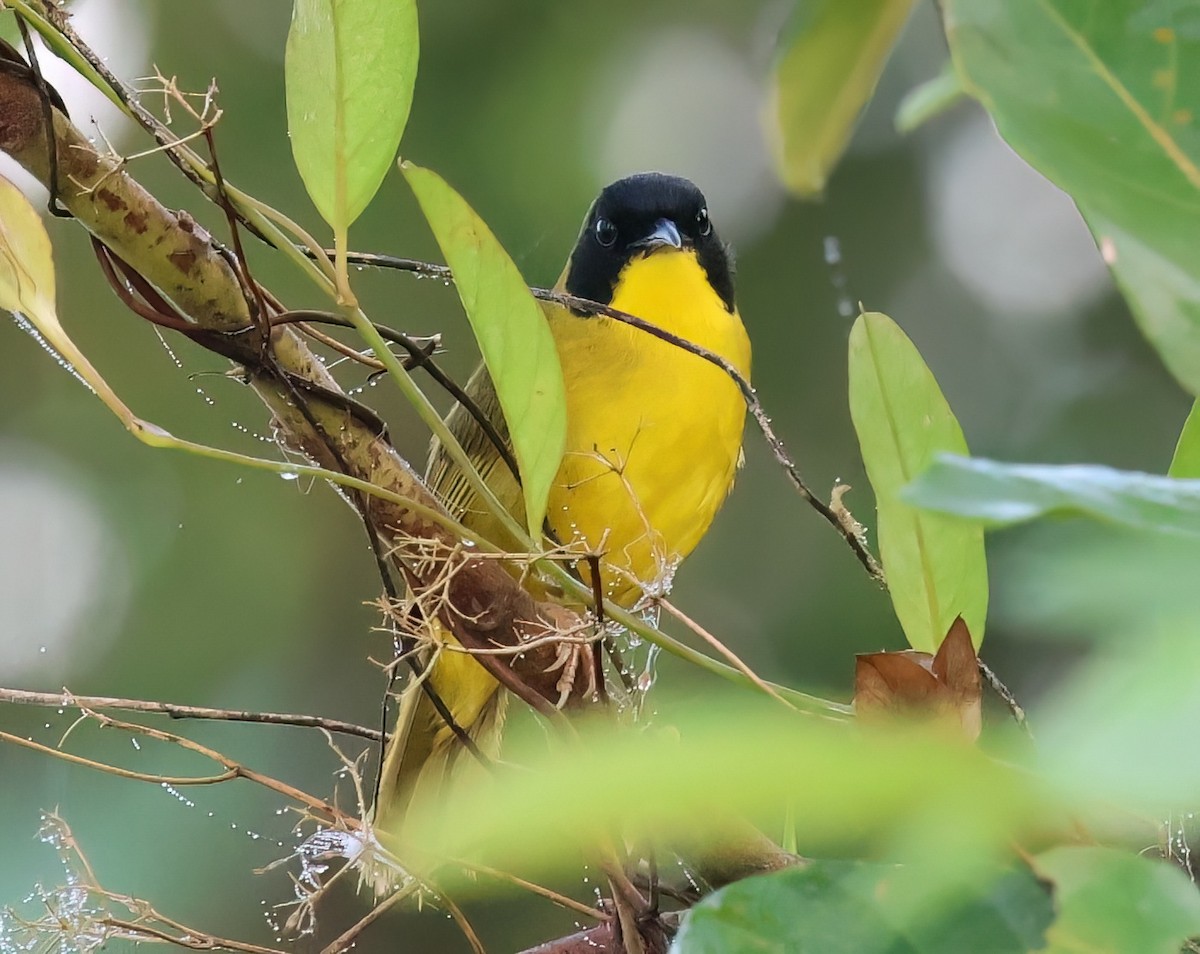 Olive-crowned Yellowthroat - ML618620461