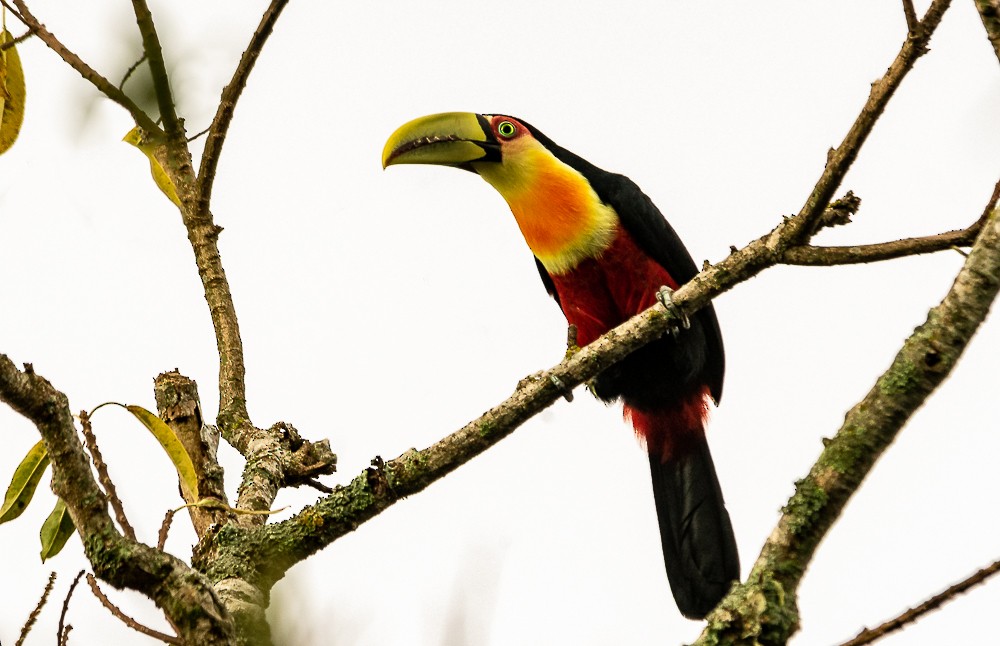 Red-breasted Toucan - ML618620462