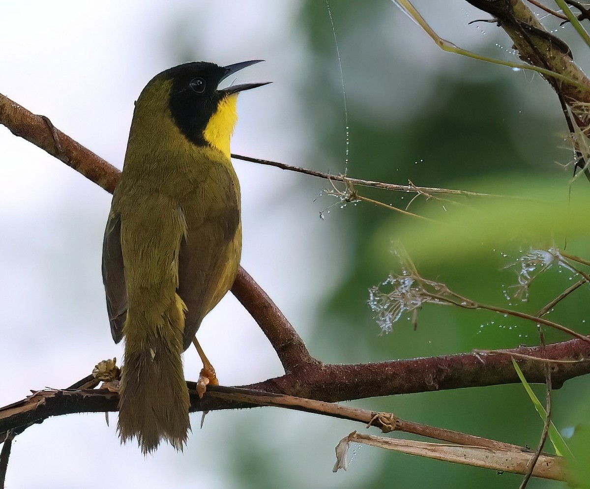 Olive-crowned Yellowthroat - ML618620466