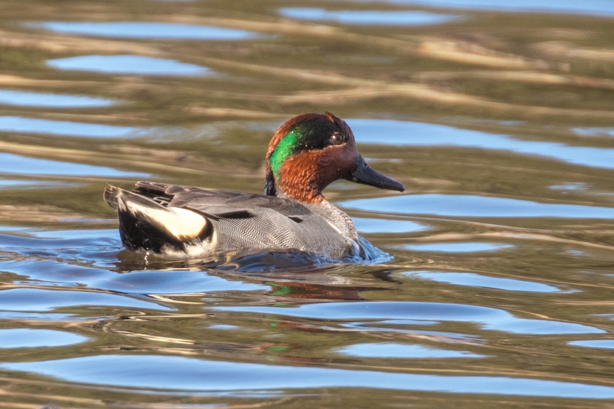 Green-winged Teal - ML618620469