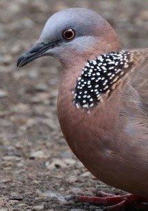 Spotted Dove - ML618620474