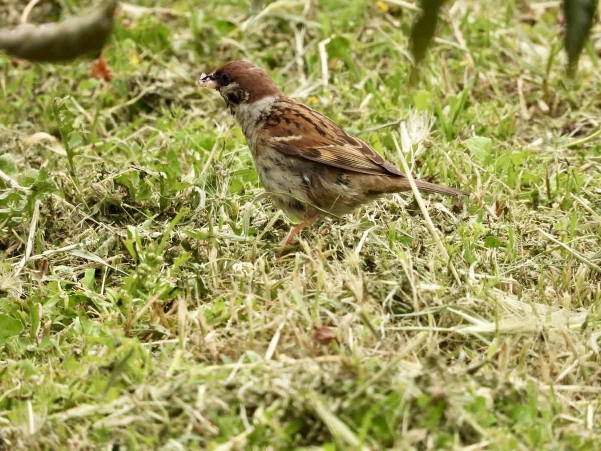 Eurasian Tree Sparrow - ML618620495