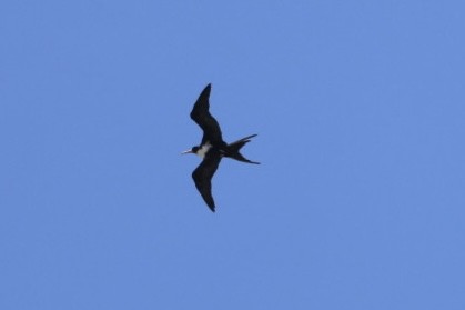 Great Frigatebird - ML618620527