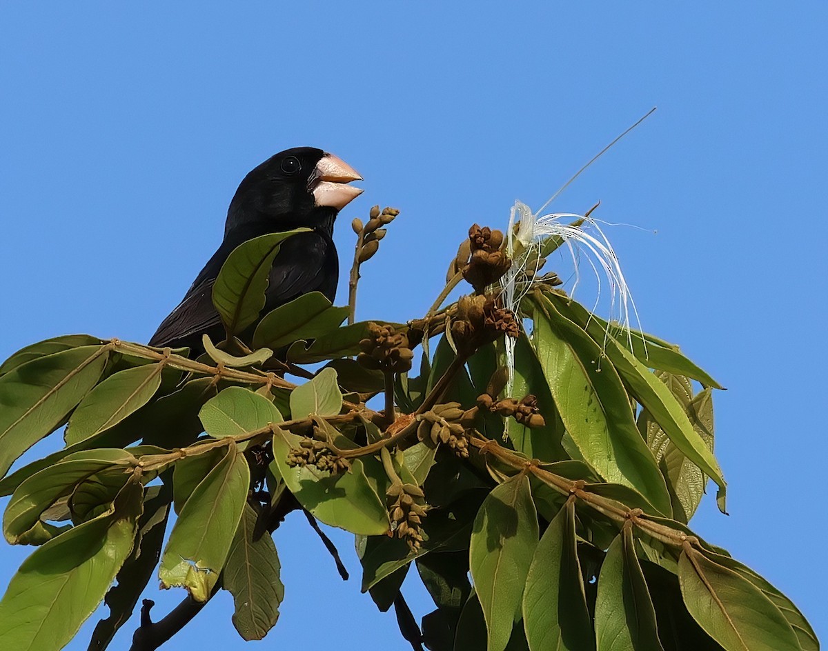 Nicaraguan Seed-Finch - ML618620578