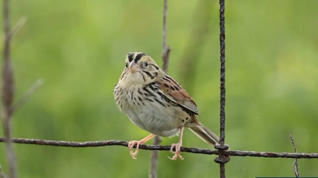 Henslow's Sparrow - ML618620644