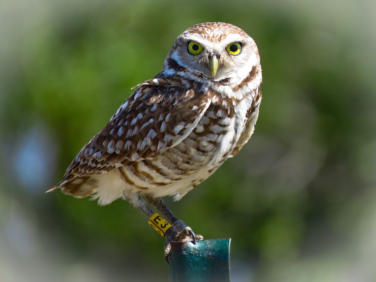 Burrowing Owl (Florida) - ML618620666