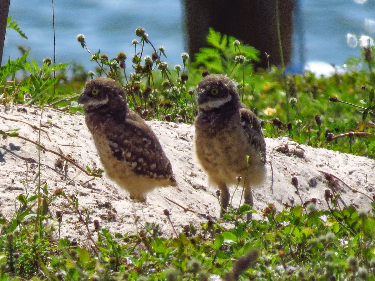 Burrowing Owl (Florida) - ML618620667