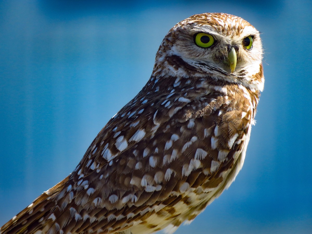 Burrowing Owl (Florida) - ML618620668