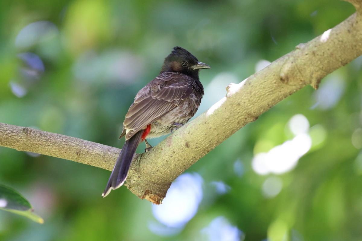 Red-vented Bulbul - ML618620694