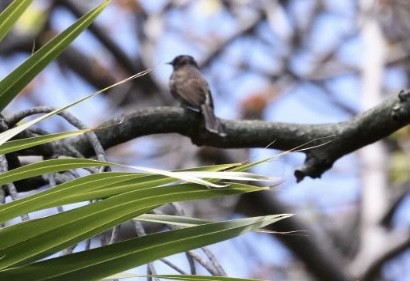 Red-vented Bulbul - ML618620695