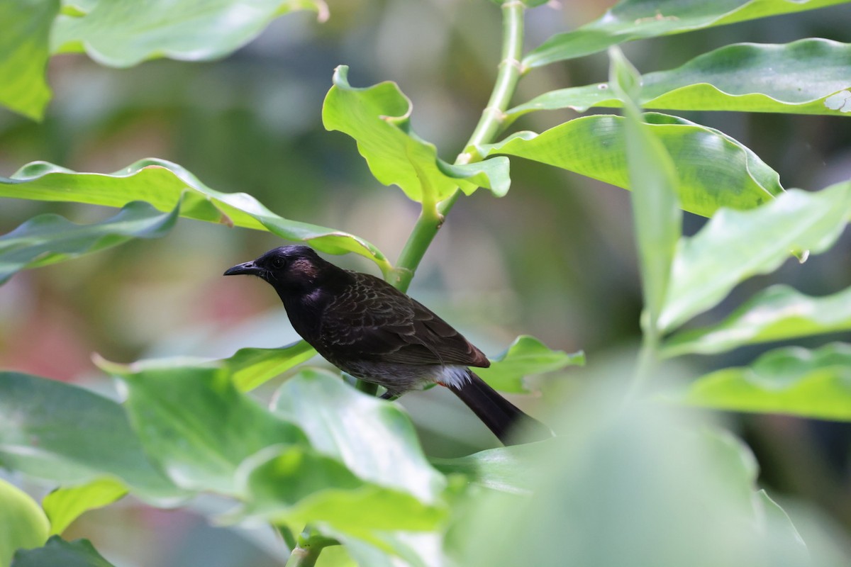 Red-vented Bulbul - ML618620696